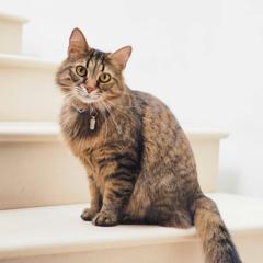 Photo of a kitten in front of a white wall